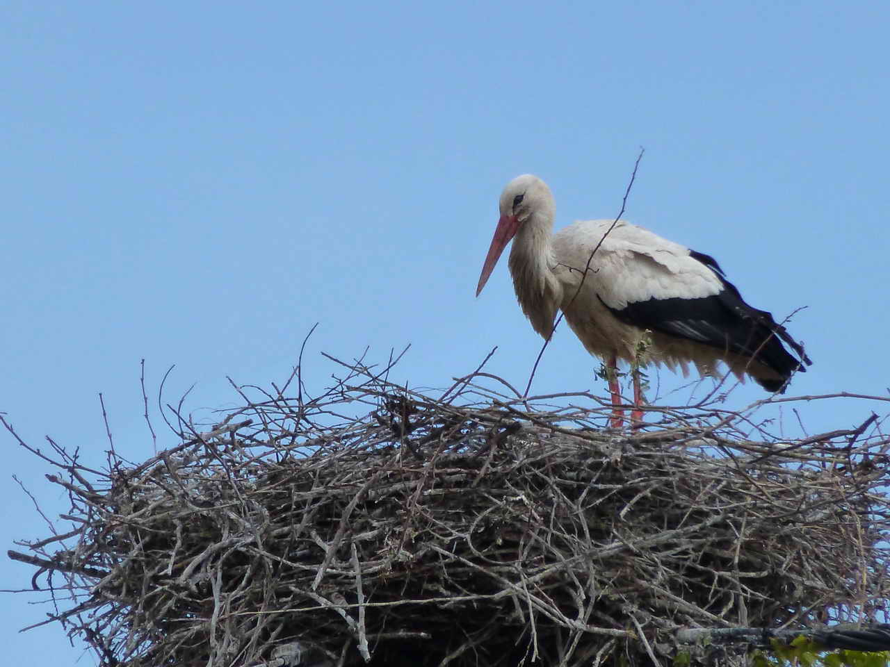 Cigogne d'Alsace